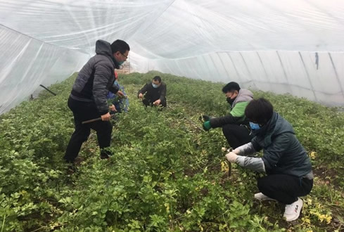 孔子文旅集團(tuán)南陽湖農(nóng)場：做好防控 有序復(fù)工 維護(hù)市民“菜籃子”