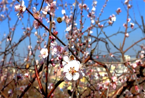 眾志成城戰(zhàn)“疫”情，校企合作“再出發(fā)”