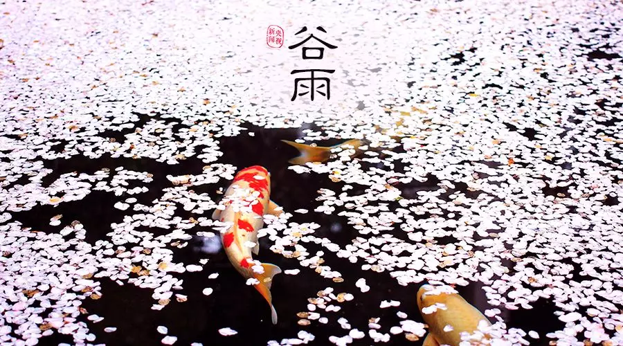 谷雨 | 春欲遠(yuǎn)，夏未至，人間最美四月天